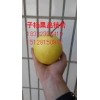 河北赵县雪花梨 皇冠梨 水晶梨产地批发