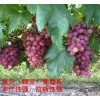 产地直发温克扦插葡萄苗 魏克葡萄苗  根系发达