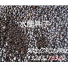 水蜡种子价格河北水蜡种子最专业