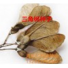 哪里有卖三角枫种子的？-河北亿利达种业三角枫种子