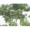 供应南京栾树等多种绿化苗木