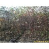 供应南京榉树等多种绿化苗木