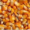 求购:玉米小麦次粉麸皮高粱DDGS等各种饲料原料