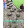 广汉草坪基地|广汉草皮卷批发厂家|成都广汉草坪种植|永利供