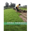 狗牙根草坪基地|狗牙根草坪基地销售|狗牙根草坪基地厂价批发|永利供