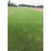 百慕大草坪基地|矮生百慕大基地批发|四川百慕大草坪基地批发|价格永利供