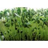 采用室内无土立体种植芽苗菜 生长周期短 产量高 利润高