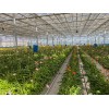 空中草莓栽培系统-智能升降基质槽-智能种植-无土栽培滴灌技术