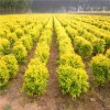 和田供应绿化苗木营养钵金叶榆 货源充足