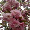 石河子市大量出售樱花 樱花报价 樱花苗圃基地