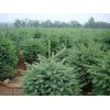 青海2-5米云杉价格 二次移植云杉树冠好 成活率高