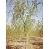 新疆柳树16公分柳树价格16公分馒头柳价格柳树基地