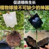 园林树木高空压枝生根繁殖器繁殖球生根器