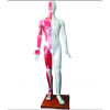 康谊牌KAY-B04标准针灸穴位模型-人体经络针灸模型