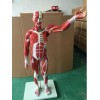 康谊牌KAY/A11301-1全身肌肉附内脏模型80cm